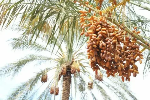 تصویر 1 از خرید و قیمت خرما پیارم بزرگ + فروش عمده